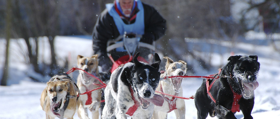 Place à l’Internationale de chiens de traîneaux de Lanaudière