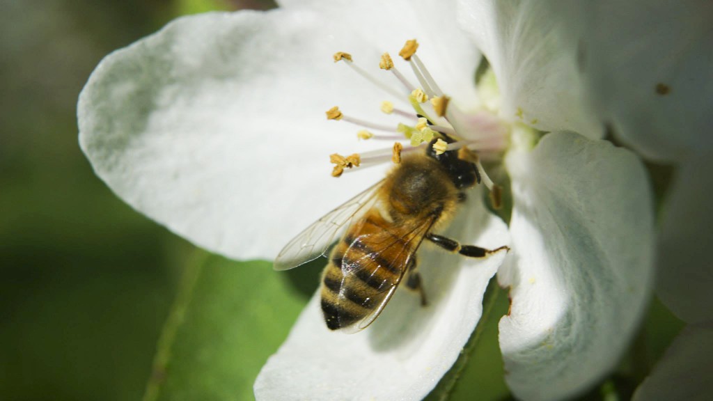 abeille