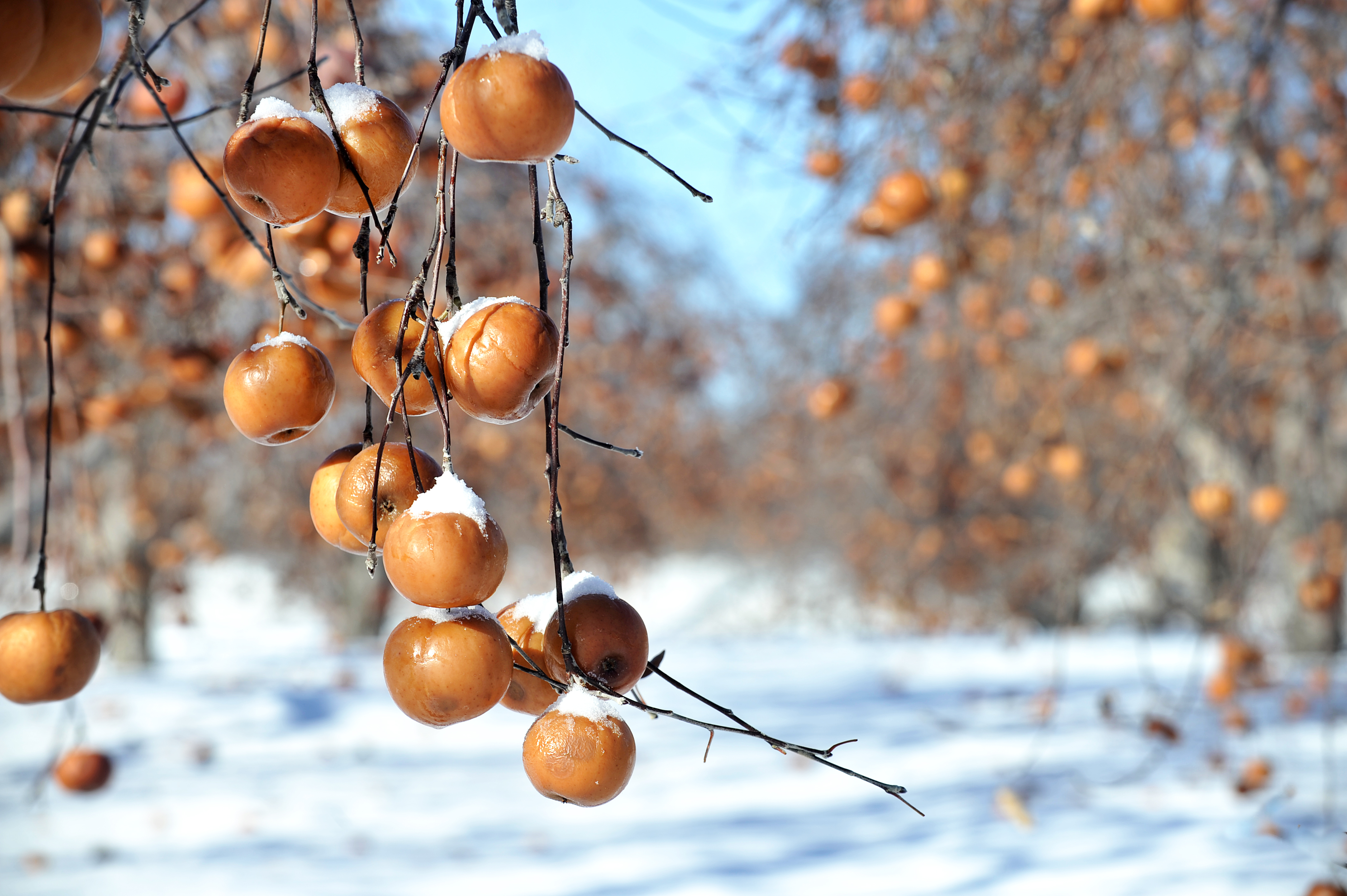 Cueillette des pommes gelées aux Vergers Lafrance