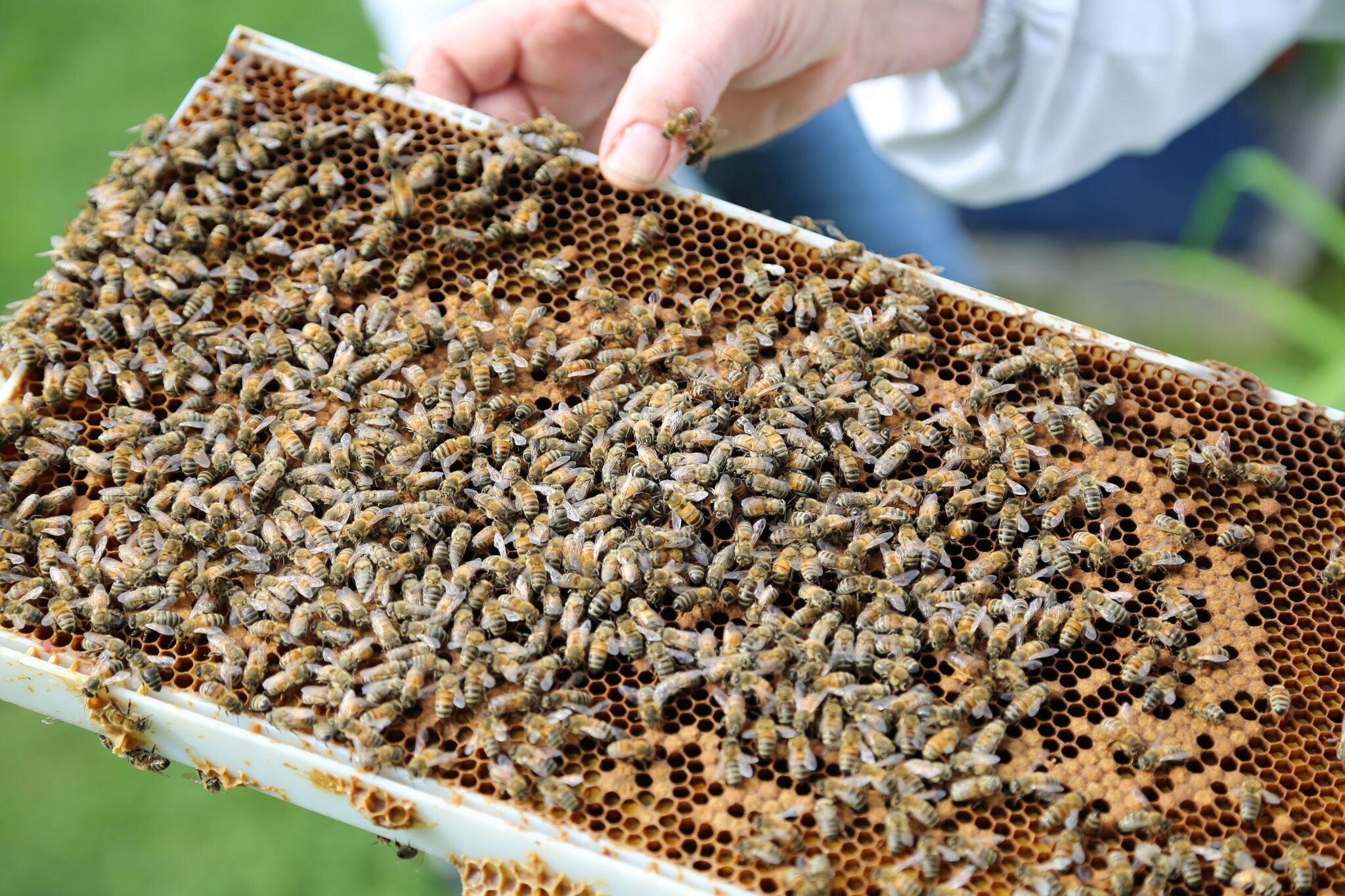 Découvrir l’univers fascinant des abeilles chez Intermiel